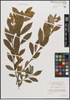 Foto von Salix daphnoides Vill.